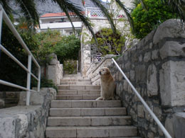 omis vesna adriatic 2