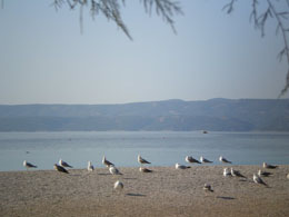 omis vesna beach apartment